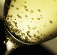 Spanish Cava